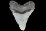 Fossil Megalodon Tooth - North Carolina #80837-2